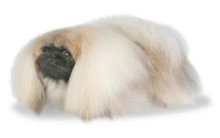 Gambar Anjing Pekingese