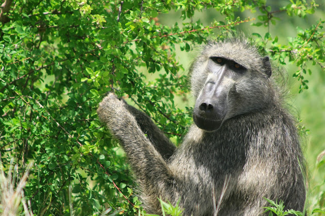 rechtstreekse Krugerberichten - een baviaan langs de kant van de weg