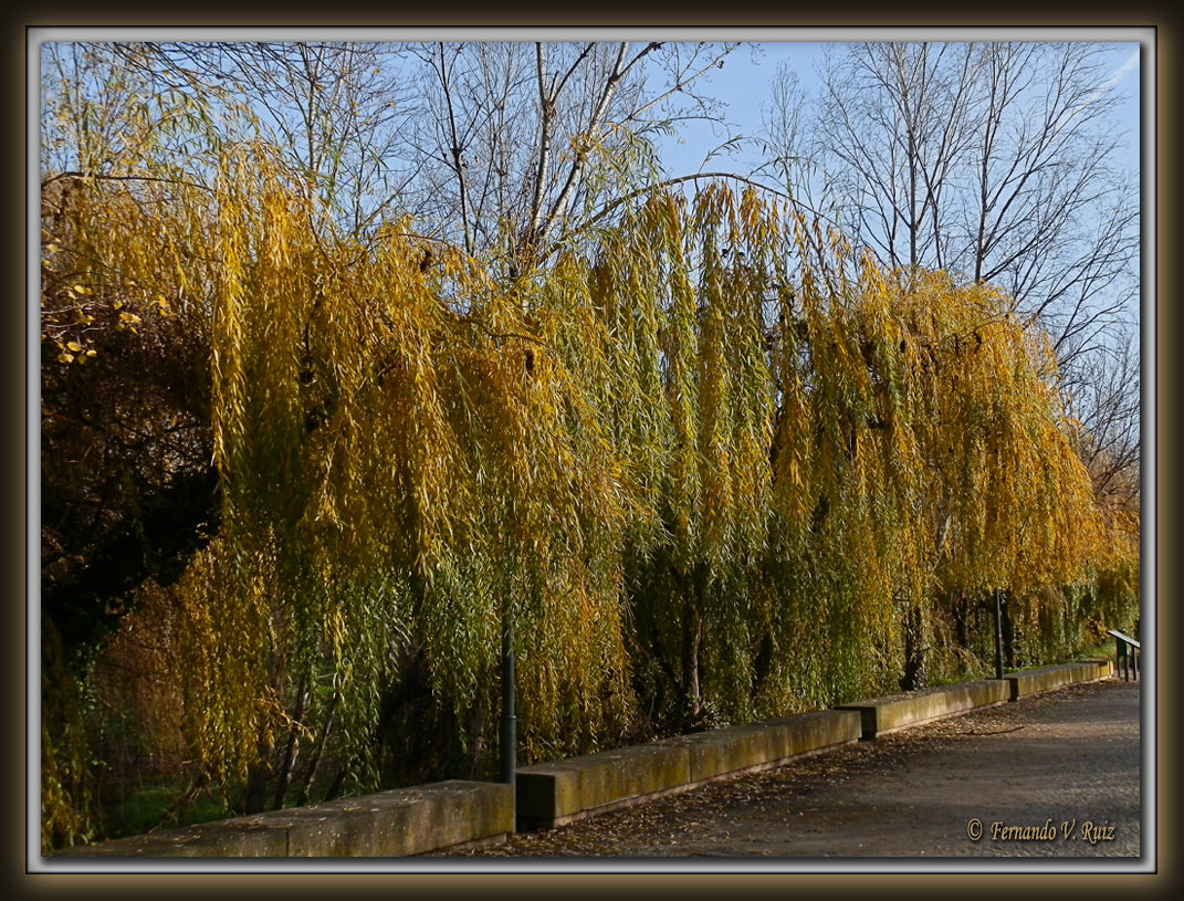 Plantas de La Rioja Sauce llorón (Salix babylonica)