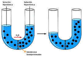 FLUIDOS