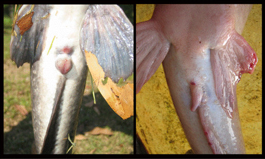 Male Catfish