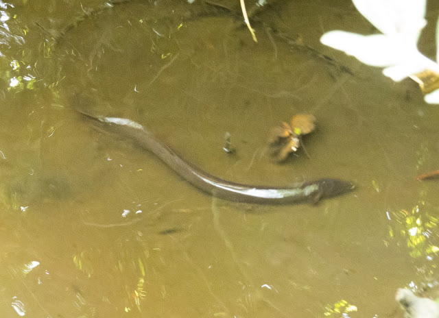 Eel, Lower Moors