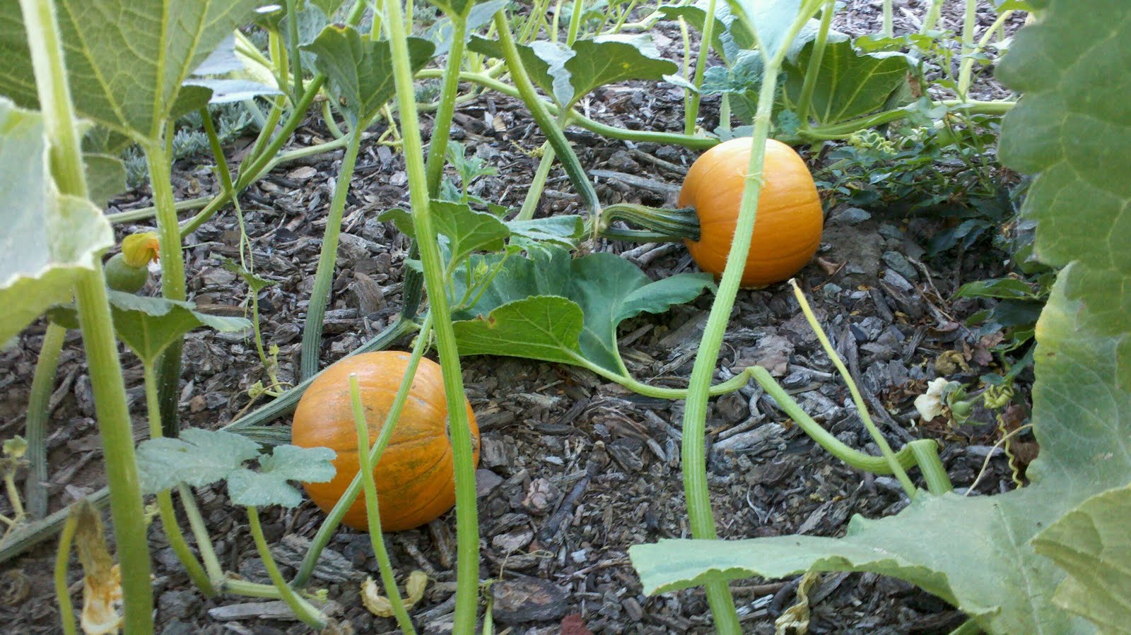 How Many Sugar Pie Pumpkins Per Plant