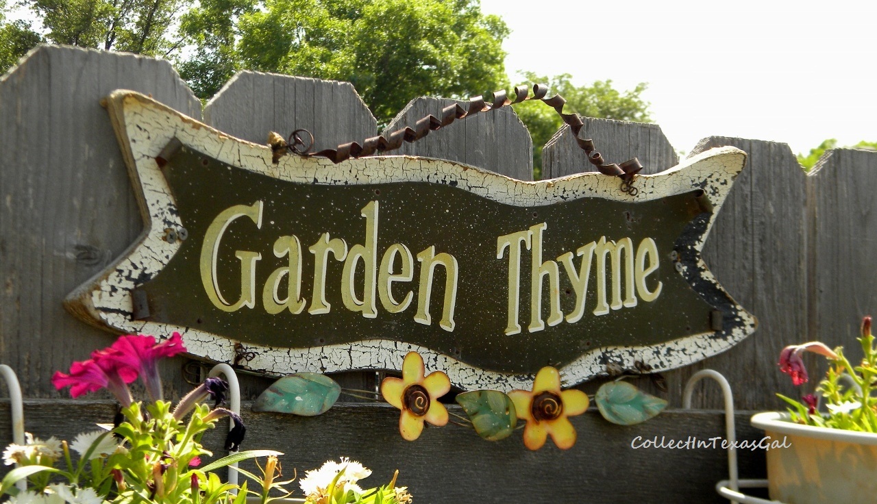 growing thyme in austin growing thyme in austin