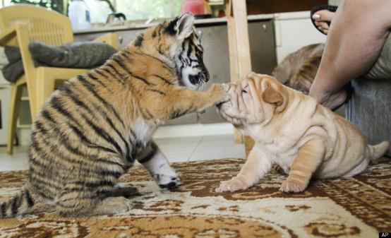 Tiger Puppies