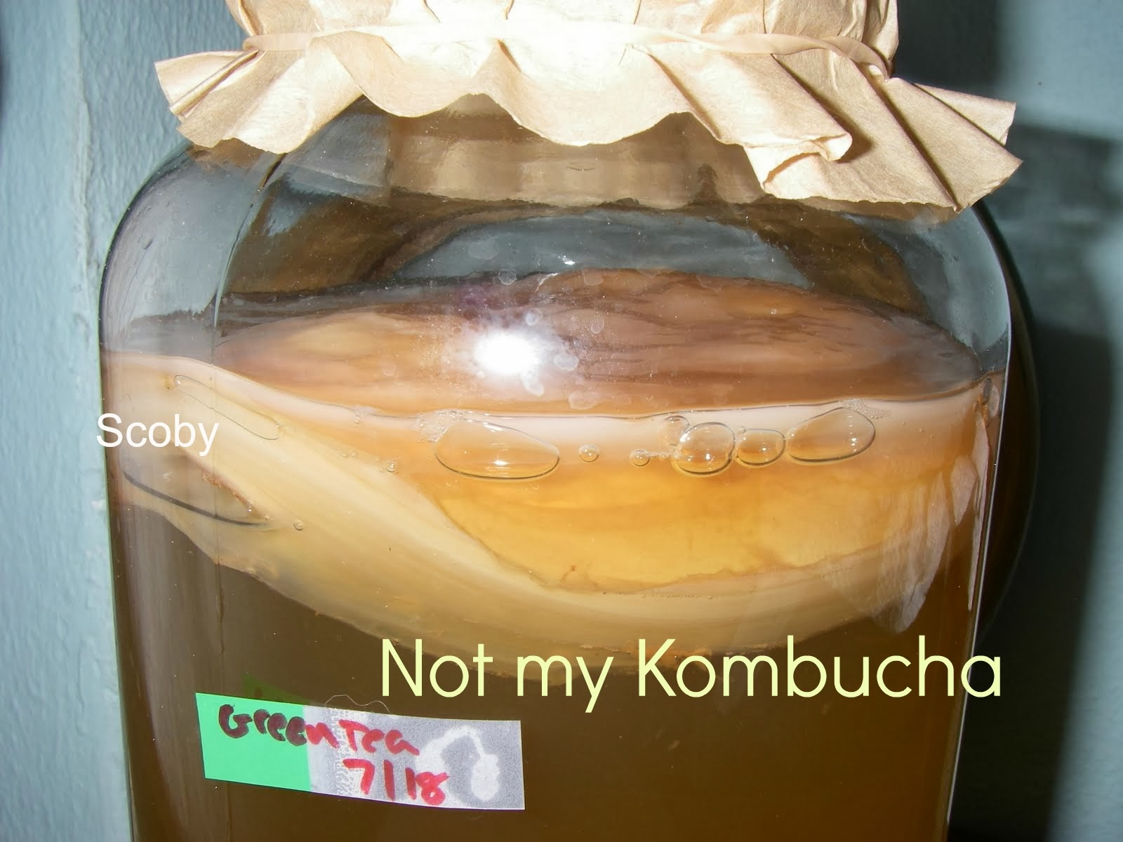 Death of the Scoby Kombucha Update Just Take Shape