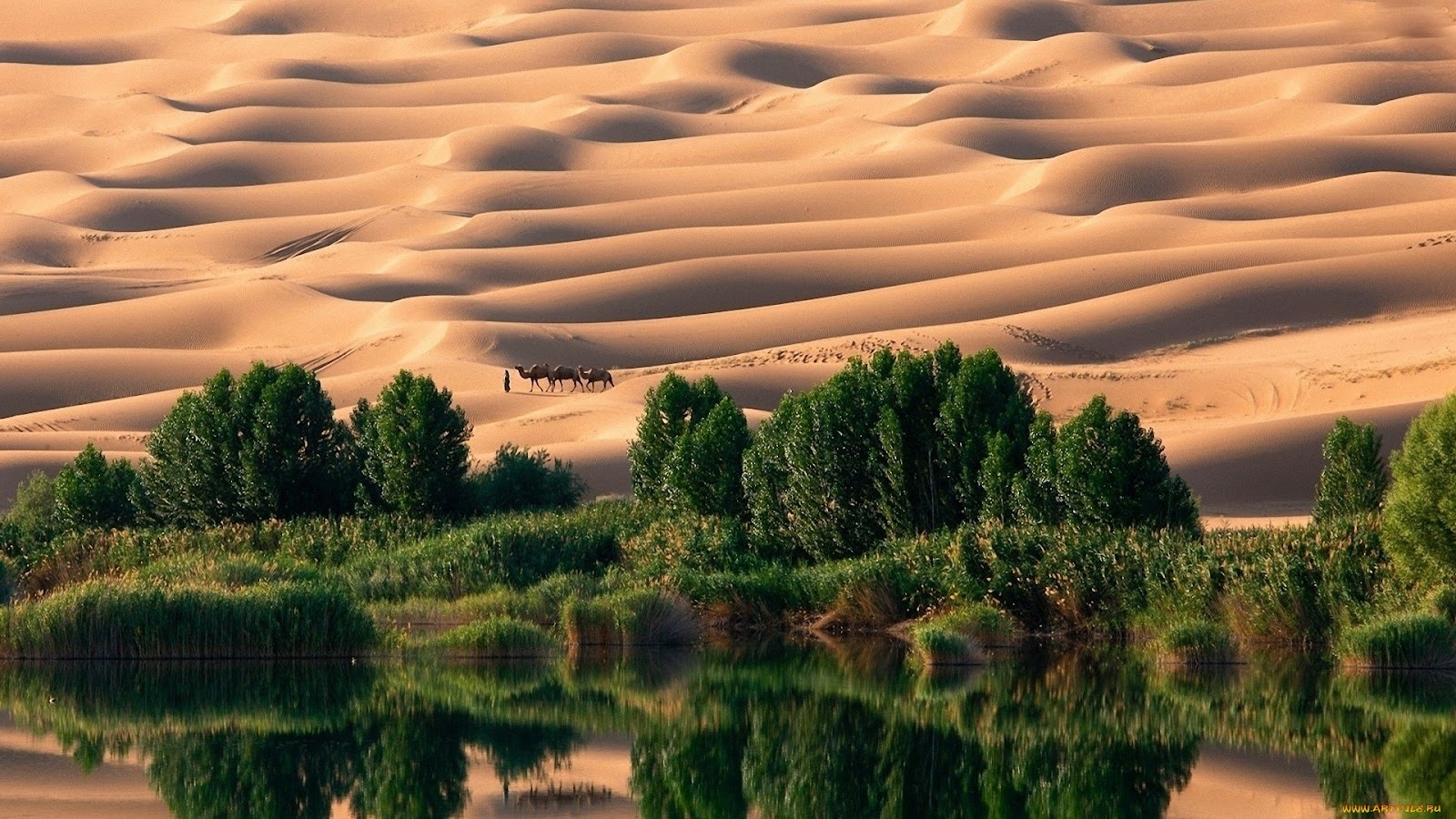 TISOTIT: Desert Oasis Wallpaper