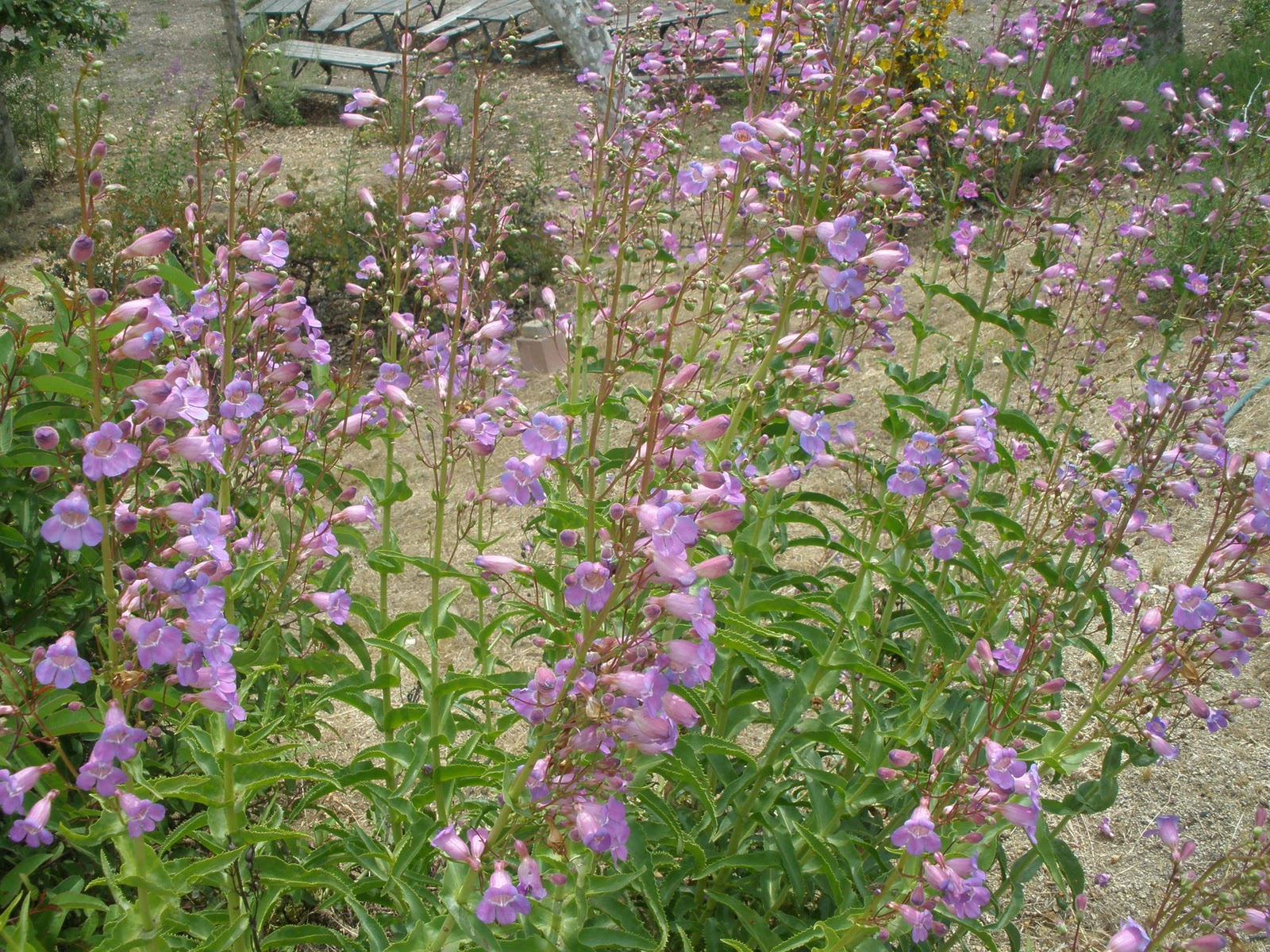 Native California Plants