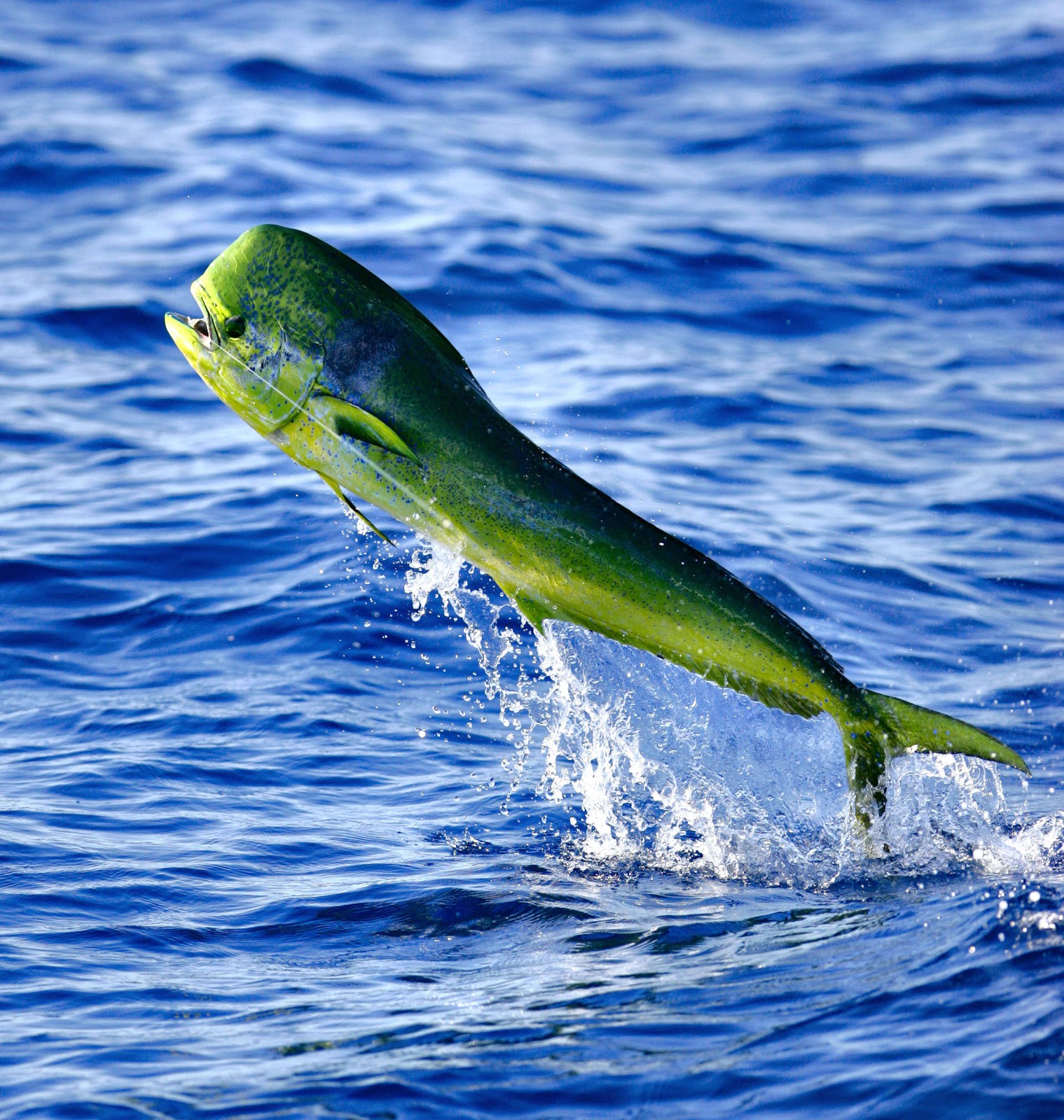dolphin use fish heads dolphin use fish heads