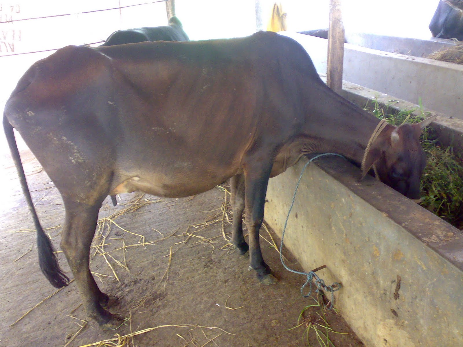 AN AGRO FARM BUSINESS WEBSITE Beef Fattening