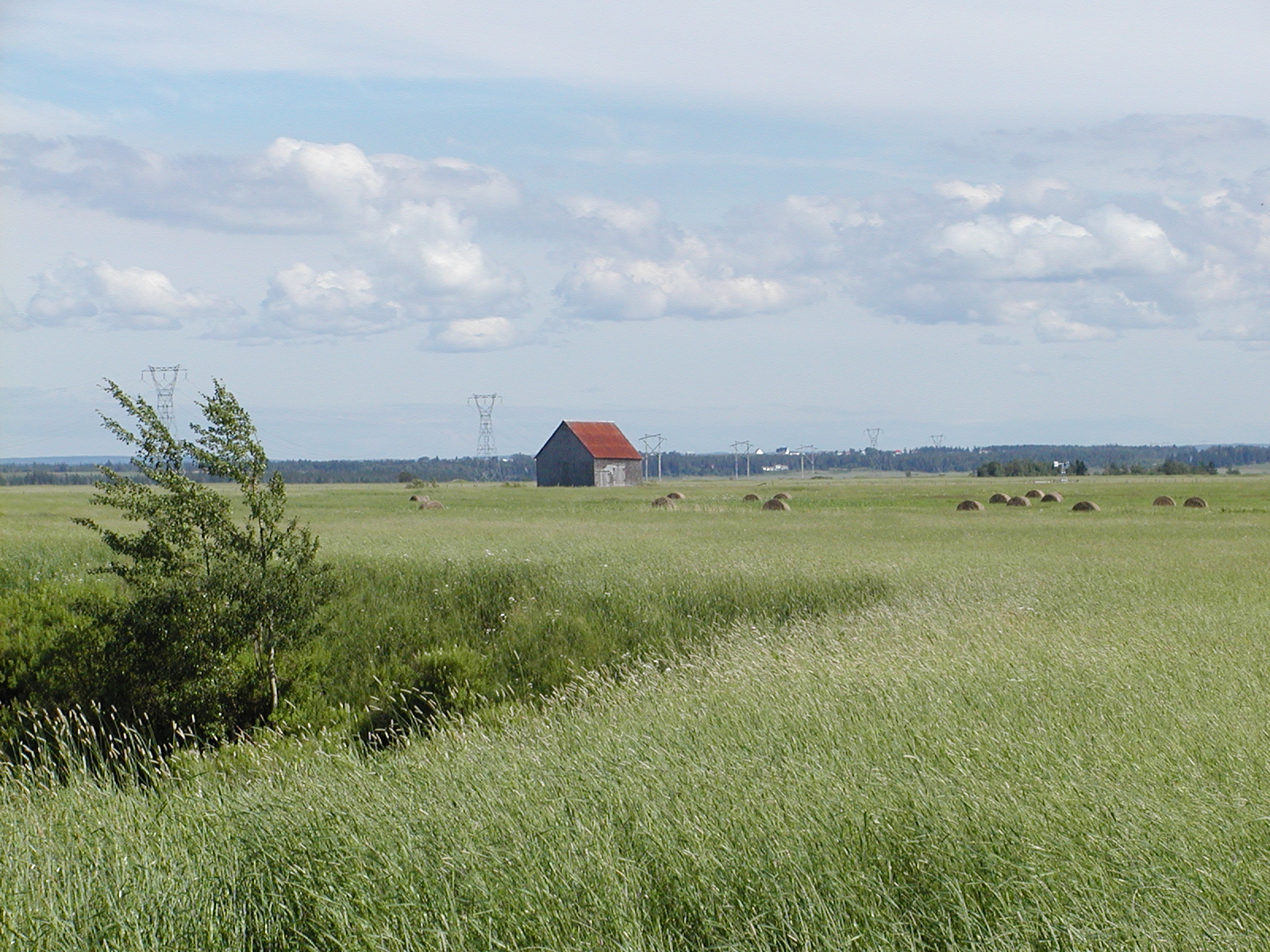 Bev's Nature Blog Birding the Tantramar