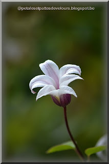 36 Best Shrubs That Flower Images Shrubs Garden Landscape