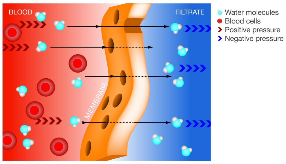 Frazer + Biology 2.71 Ultrafiltration