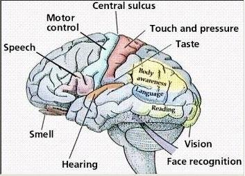cerebrum diagram