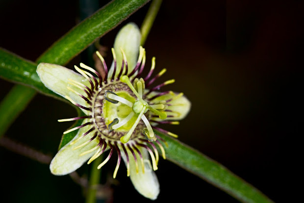 passiflora tenuiloba