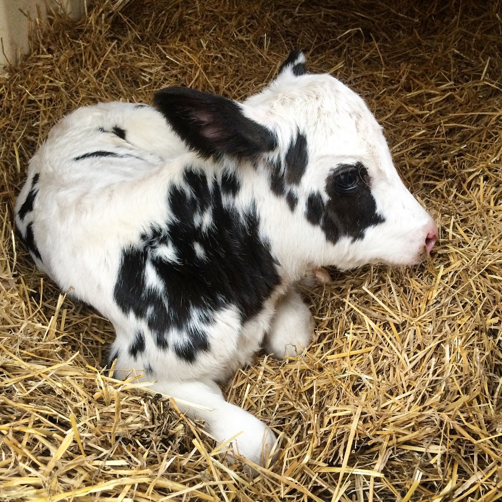Dairy Good Life Baby Calf Names of 2015