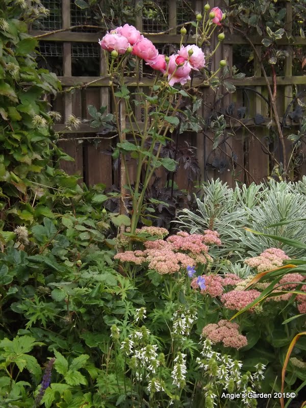 Flower Pigment Inheritance And Anthocyanin Characterization Of