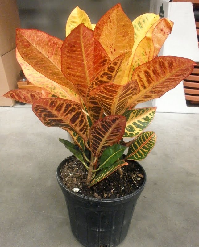 Plants are the Strangest People List Plants Which