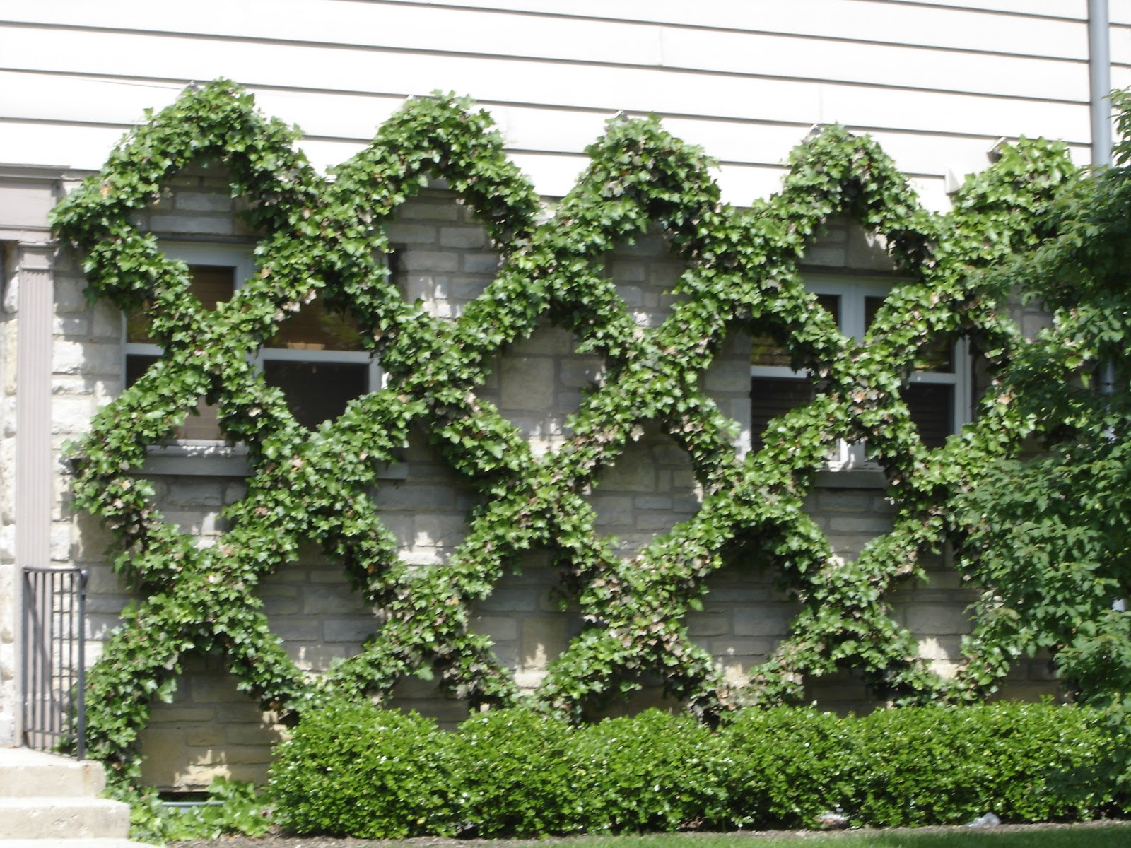 Diagonal trellis for vines. Vine trellis, Diy garden trellis, Grape