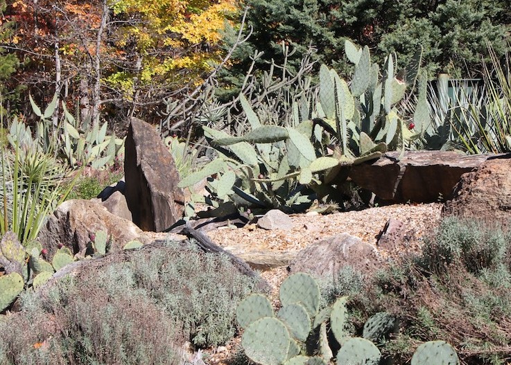 Red House Garden A Visit to the North Carolina Desert