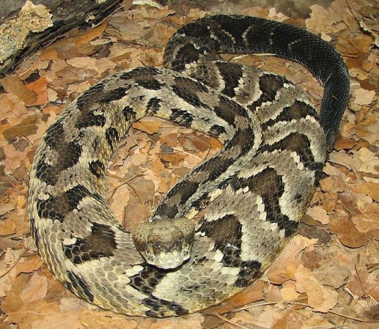 Survival Outdoor Tips Common Texas Snakes