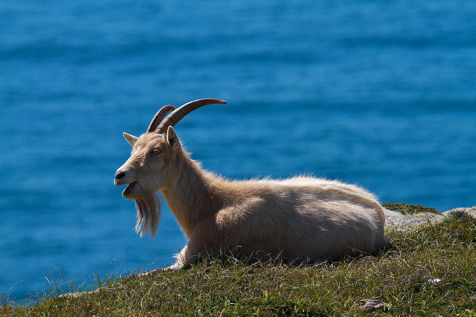 As I See It David K Hardman Photography Feral goats on Lundy Island