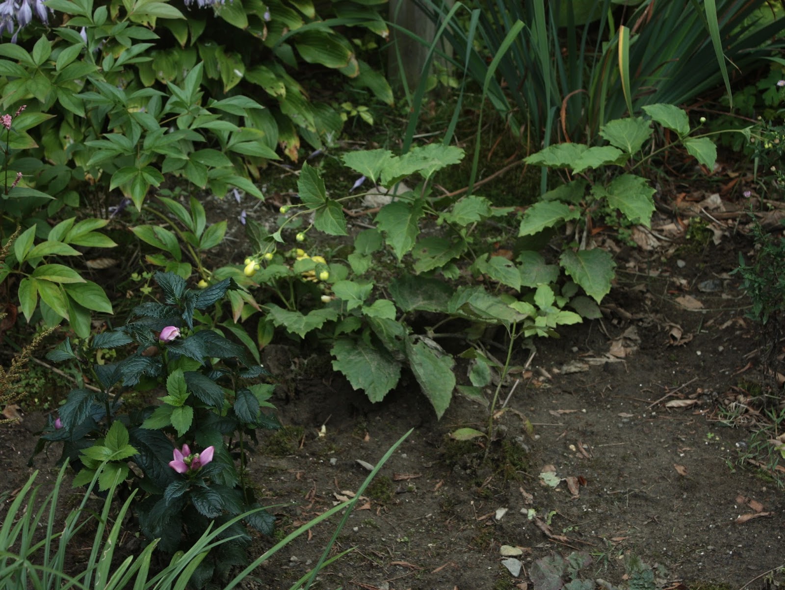 Garden Dream List Of Fabulous Shade Flowers