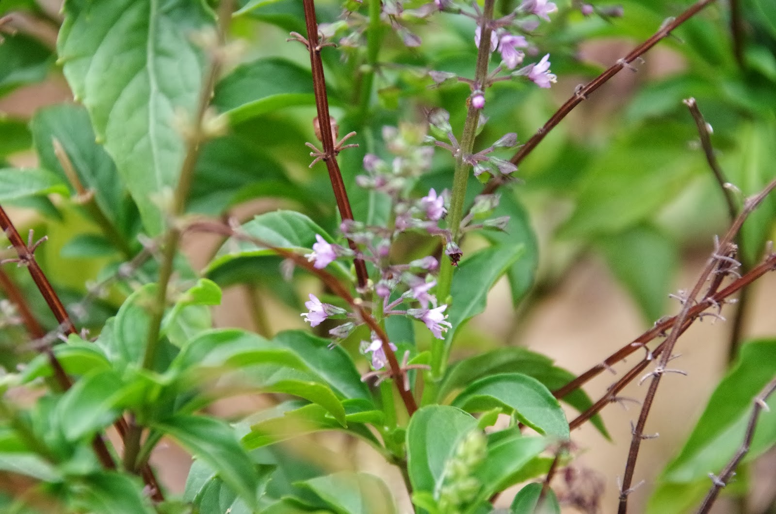 Trees and Plants Basil (Green Pepper Basil)