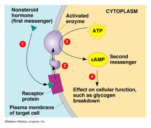 What is the mechanism of action of steroid hormones on target cells