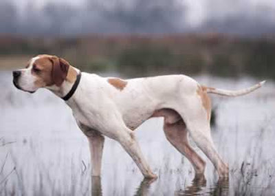 Pointer Dog Breed