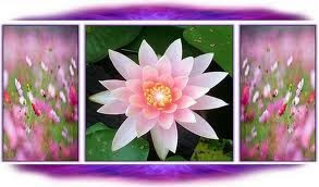 Florecer