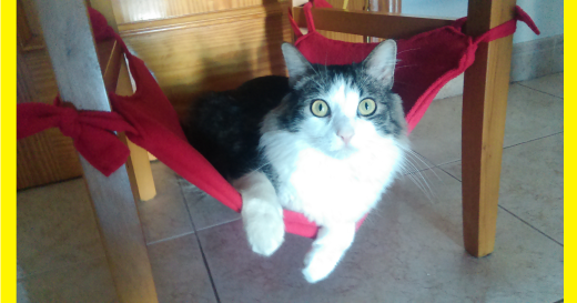 hamaca va con h hamaca para gatos manualidades forja ideas hamaca va con h hamaca para gatos manualidades forja ideas