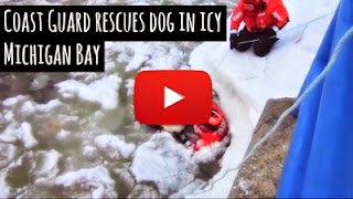 Watch how members of the U.S Coast Guard rescued a dog stuck in bitter cold freezing icy waters of the Michigan Bay as they braved through the frozen water to save the struggling dog via geniushowto.blogspot.com animal rescue videos