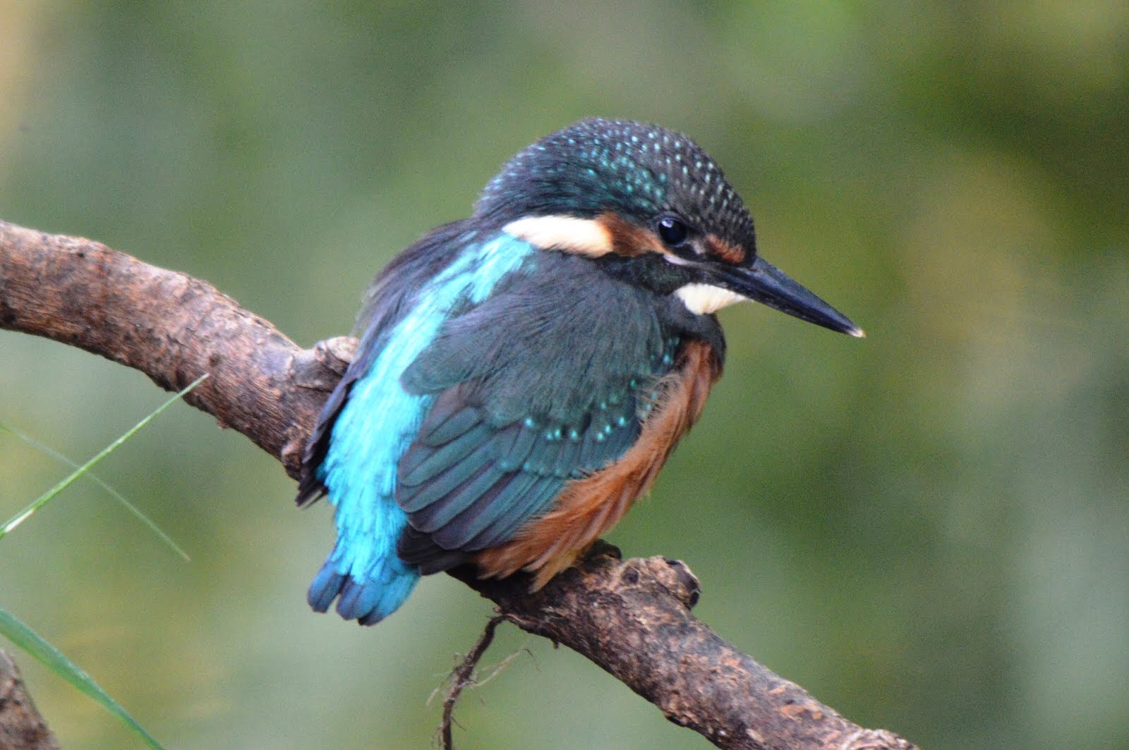 River Cole Kingfisher