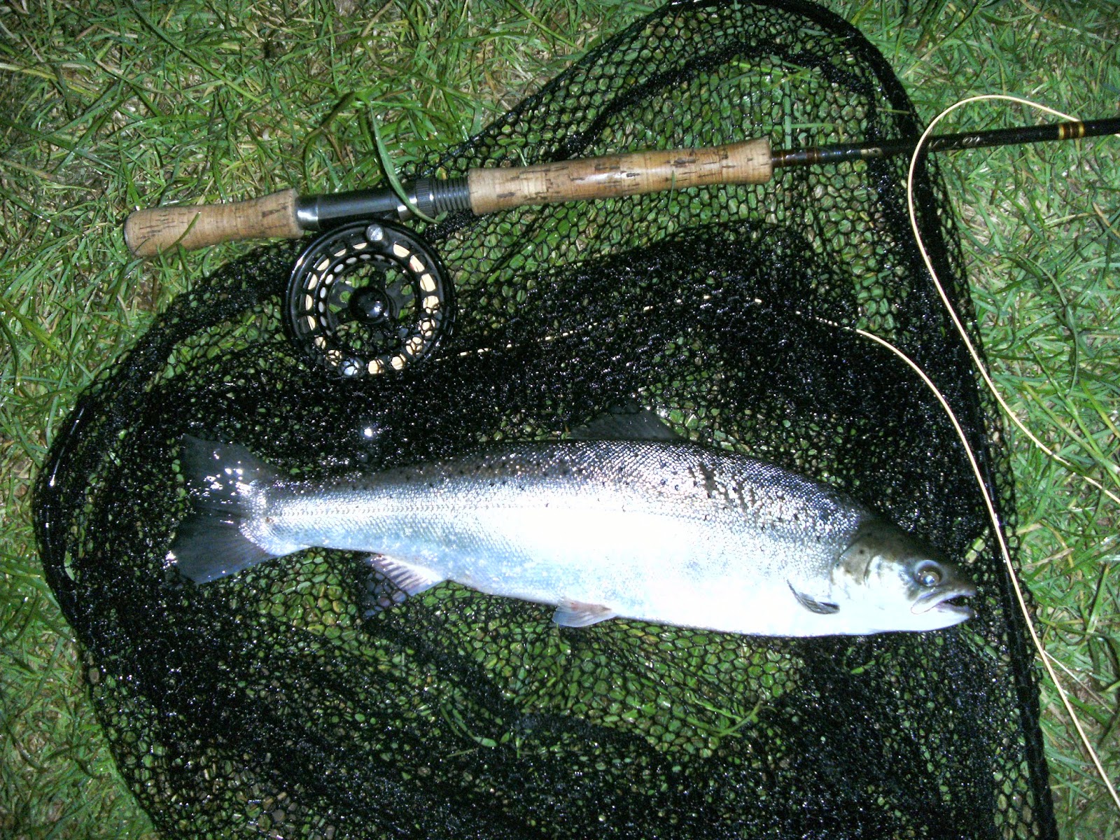 SALMON FISHING IRELAND 2021 Sea Trout at night on the Fly.