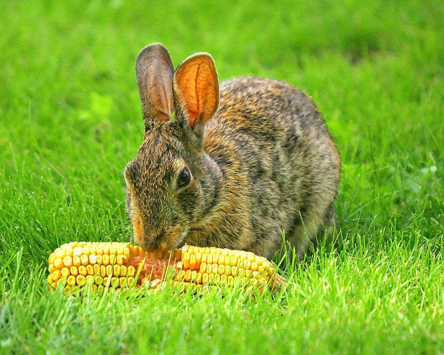 Corn Rabbit