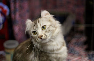 American Curl Cat Pictures