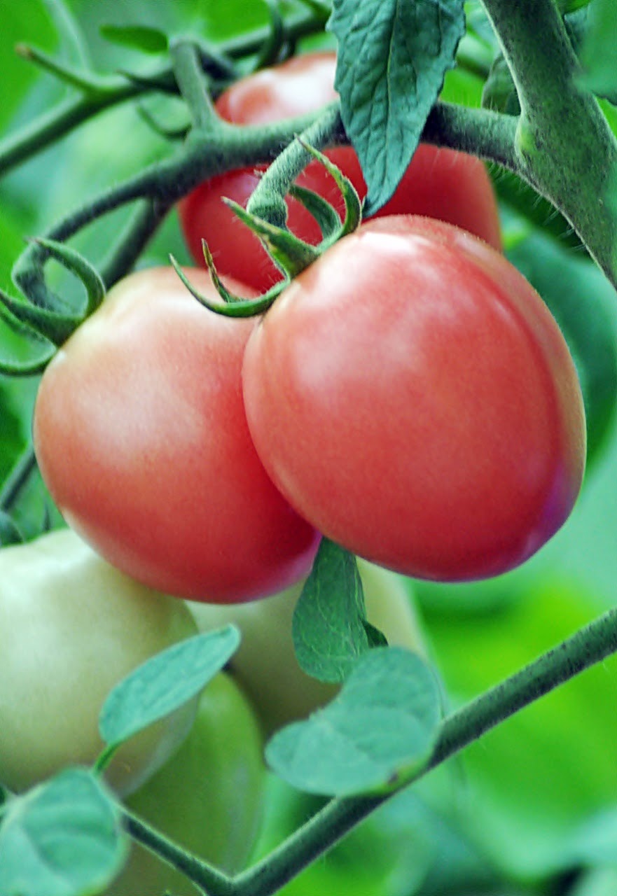 Talkin' Tomatoes with Helene Thai Pink Egg tomato