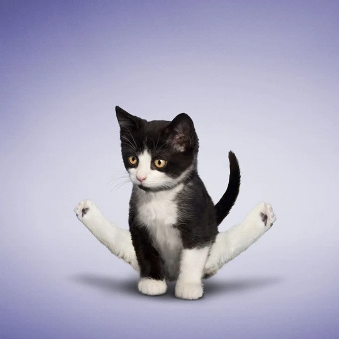 Dan Borris | Professional photographer | Yoga Dogs and Kittens