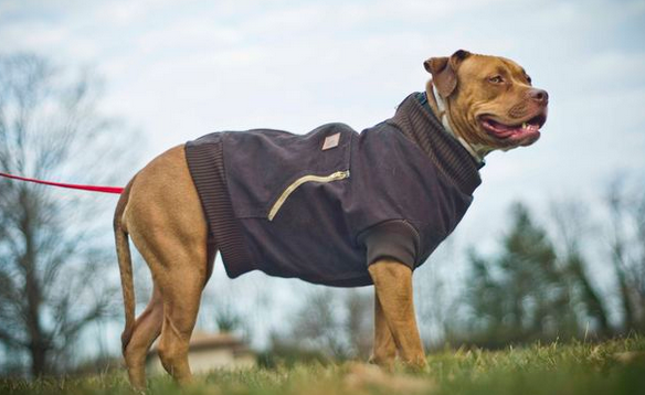 Best Dog Coats Canada Best Dog Coats Canada