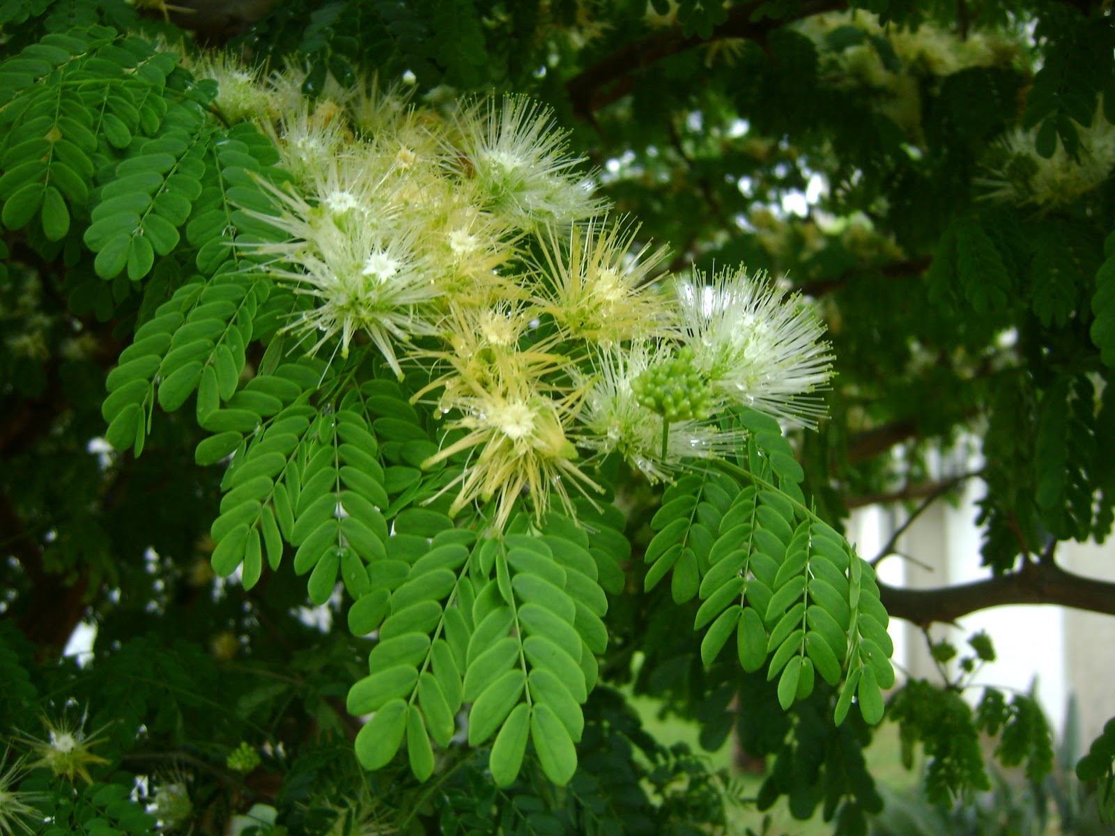 The Flowering plants Leguminosae Fabaceae Fabaceae Chloroleucon The Flowering plants Leguminosae Fabaceae Fabaceae Chloroleucon