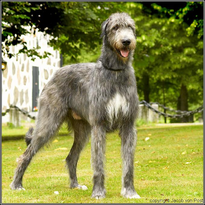 Glamourwoofs Breed Profile The Irish Wolfhound