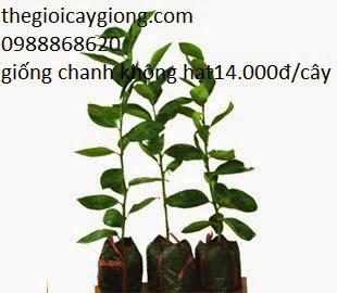 Cây giống Đồng Nai