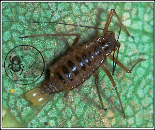 حشرة المَنّ Aphid الوصف المورفولوجي العام ودورة الحياة والمكافحة أحد أنواع المن يضع البيض