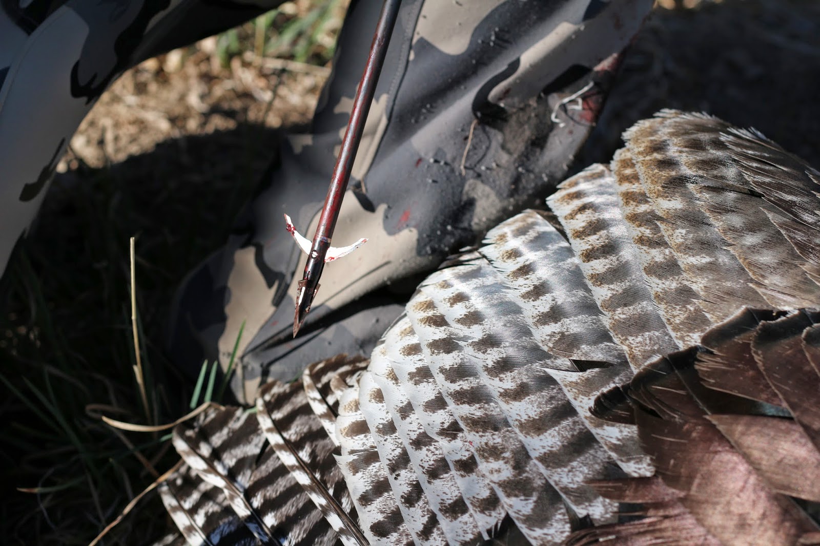Gould's+Turkey+Hunting+guides+and+outfitters+with+Jay+Scott+Outdoors+and+Colburn+and+Scott+Outfitters+11.JPG