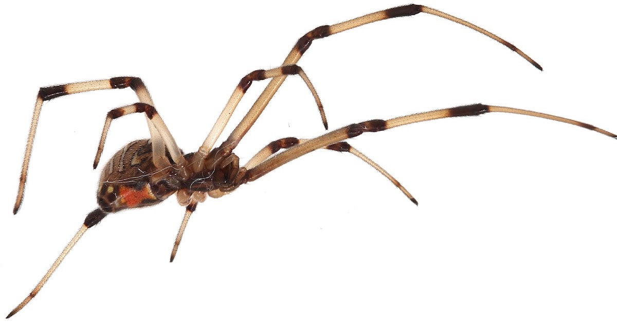 Brown Widow Spiders Invade Southern California Displaces Black Widow Spiders