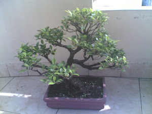 POHON BONSAI BERINGIN