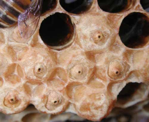 SÜREKLİ GÜNCEL BİLGİLER : APİS CERANA YETİŞTİRİCİLİĞİ