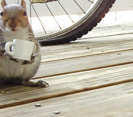squirrel-drinking-coffee-cup-archie-mcphee-animated-gif.gif
