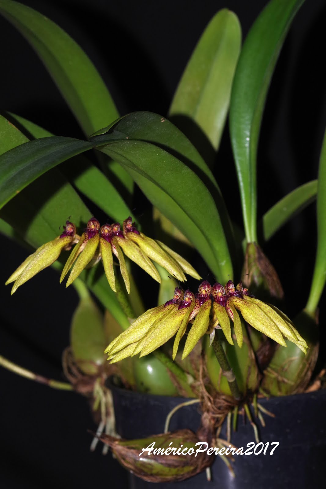 Bulbophyllum picturatum